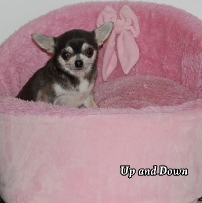 Étalon Chihuahua - Up and down de Sir Scratch and Co