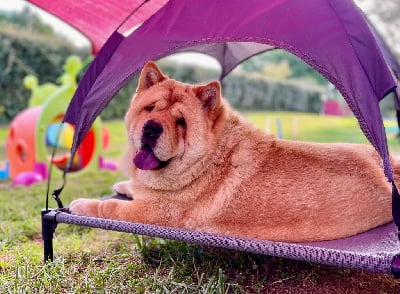 Étalon Chow Chow - Vou-shang du domaine de fabadel