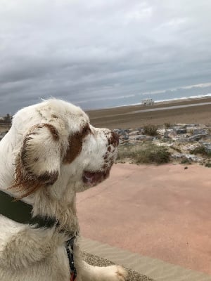 Étalon Clumber Spaniel - Scarlett du Rieu-Grand