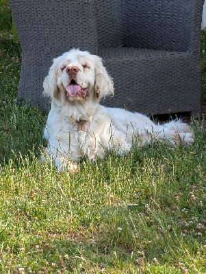 Étalon Clumber Spaniel - Hurluberlu (Sans Affixe)