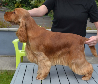 Étalon Cocker Spaniel Anglais - Vilma Of merrily