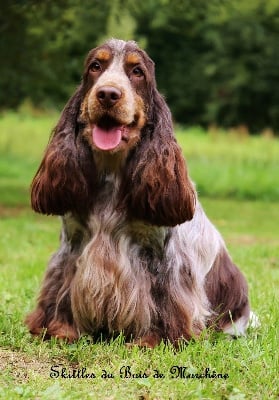 Étalon Cocker Spaniel Anglais - Skittles du bois de Morchène