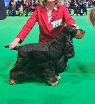 Étalon Cocker Spaniel Anglais - CH. Tzigane Of merrily