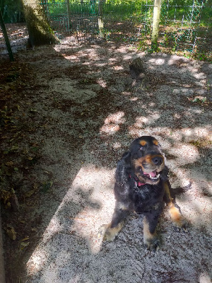 Étalon Cocker Spaniel Anglais - du domaine des matalis Nutella (kikinou)