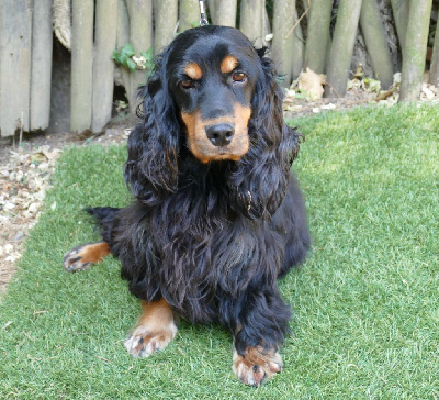 Étalon Cocker Spaniel Anglais - Terra D'Arguiller D'Anjou