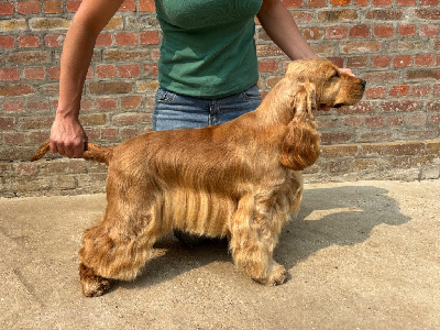 Étalon Cocker Spaniel Anglais - Sunset D'hell Valkyrie