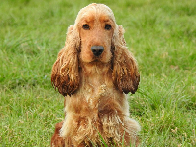 Étalon Cocker Spaniel Anglais - Umi De L'étang Au Miroir