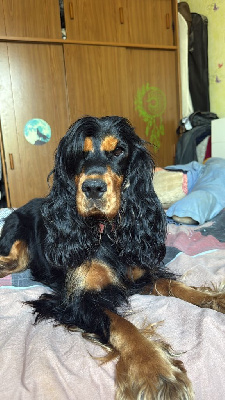 Étalon Cocker Spaniel Anglais - Univer Des Rêves De Skadi