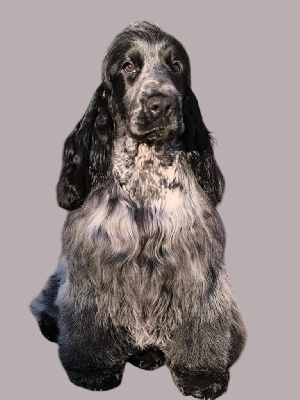 Étalon Cocker Spaniel Anglais - Valentina show me your style Des Merveilles D'orion