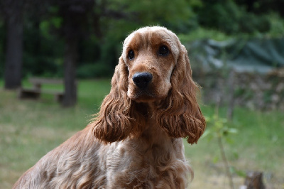 Étalon Cocker Spaniel Anglais - Vedette d'amour Du Domaine Des Rêves Bleus