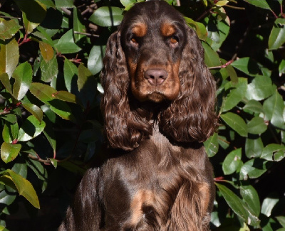 Étalon Cocker Spaniel Anglais - CH. Utopia tradition Du Domaine Des Rêves Bleus