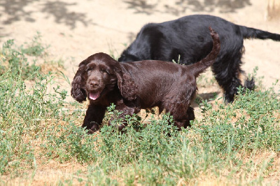Étalon Cocker Spaniel Anglais - Altair chelle_roc Du Domaine De La Pruneraie
