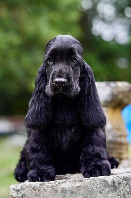 Étalon Cocker Spaniel Anglais - gerini's truelife Kendrick lamar