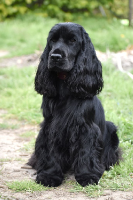 Étalon Cocker Spaniel Anglais - Until dawn Of Boreal River