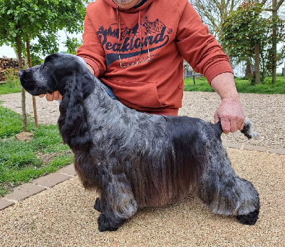 Étalon Cocker Spaniel Anglais - The power of love by Khirphileï