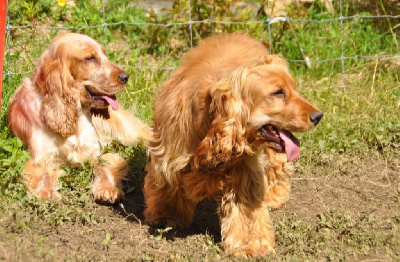 Étalon Cocker Spaniel Anglais - Ulk dit rouky du domaine des matalis