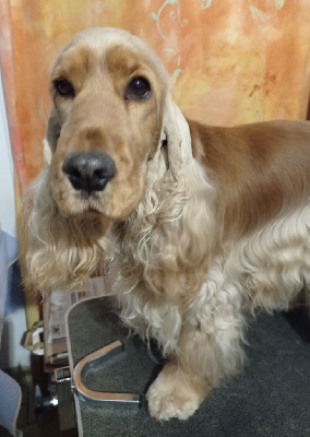 Étalon Cocker Spaniel Anglais - Ubi queen de la terre d'Opale