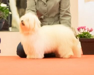 Étalon Coton de Tulear - CH. Step into my dream Des Jardins de Gossypium