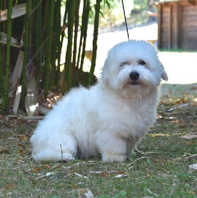 Étalon Coton de Tulear - Velcro de dame nature
