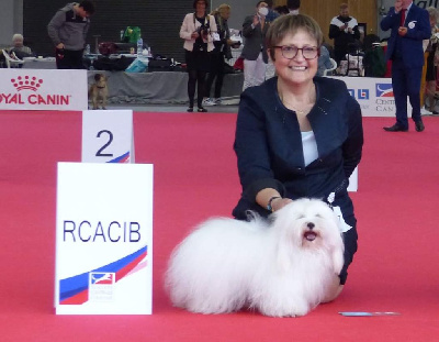 Étalon Coton de Tulear - CH. Remake banana du courrier des îles