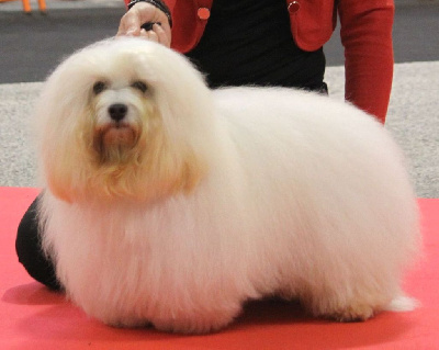 Étalon Coton de Tulear - CH. Oudini Des Jardins de Gossypium