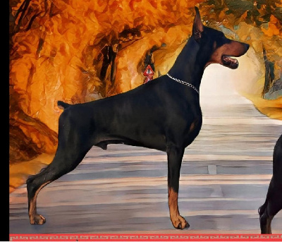 Étalon Dobermann - Capitan del samuraï