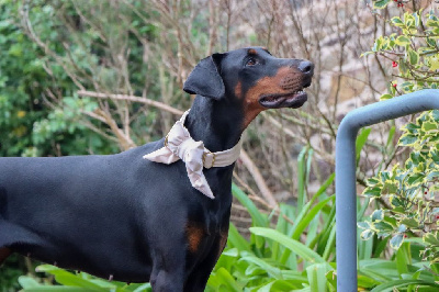 Étalon Dobermann - Shining vom Gebrannten Walde