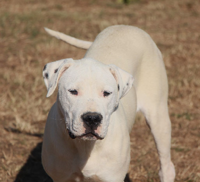 Étalon Dogo Argentino - Vakara De La Notte Di Cane