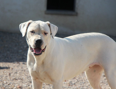 Étalon Dogo Argentino - Vaena De La Notte Di Cane