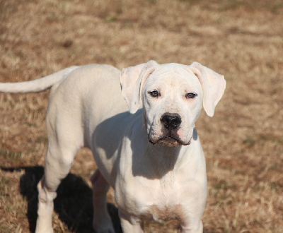 Étalon Dogo Argentino - Alma De La Notte Di Cane