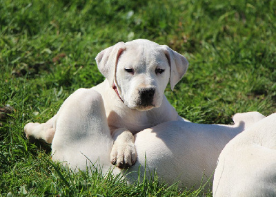 Étalon Dogo Argentino - Aika De La Notte Di Cane