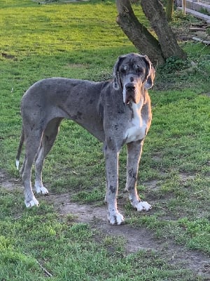Étalon Dogue allemand - Ulane Domaine De La Mulardière