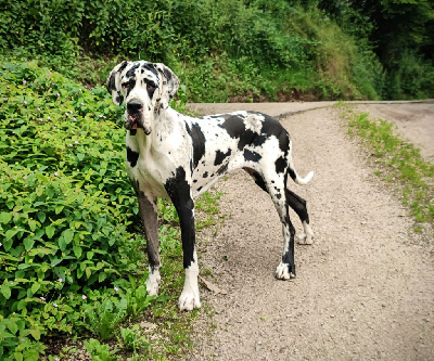 Étalon Dogue allemand - Shivas regal des Cotes de la Saunade