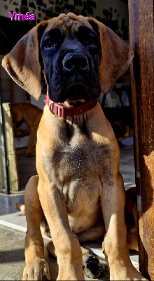 Étalon Dogue allemand - Yndomptable rose - yméa Du Clos D'Héra