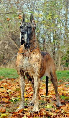 Étalon Dogue allemand - Oinoné nonka of island's dream