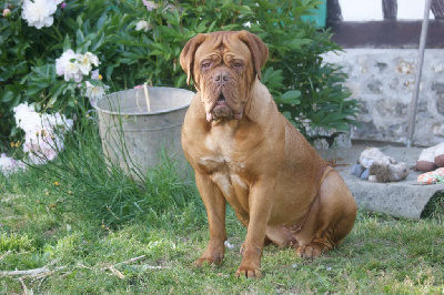 Étalon Dogue de Bordeaux - Waïka Du Colroy