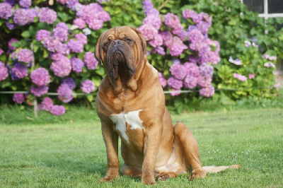 Étalon Dogue de Bordeaux - Tyler Des Prairies De Voxulacos