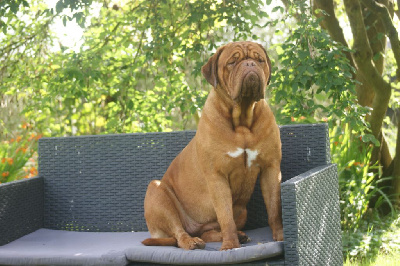 Étalon Dogue de Bordeaux - Ulala ulane Des Prairies De Voxulacos
