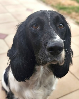 Étalon English Springer Spaniel - Solly Des Terres De Beaulieu