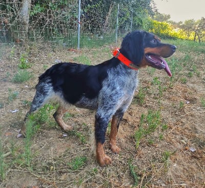 Étalon Epagneul Breton - d'Alcorcan Reyna