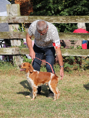 Étalon Epagneul Breton - Utah Du Bois Des Hautes Herbes