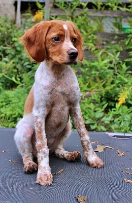 Étalon Epagneul Breton - Atka des Etangs de Dame Blanche