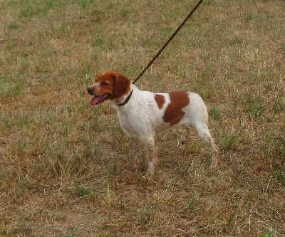 Étalon Epagneul Breton - Vanda Du Marais Des Agusas