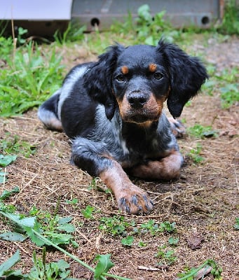 Étalon Epagneul Breton - Attou Du Domaine De Campouriez