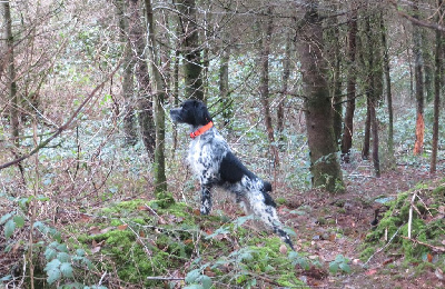 Étalon Epagneul Breton - Vasco De la plaine marat