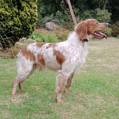 Tignouz Des Mordorées Aux Gentianes