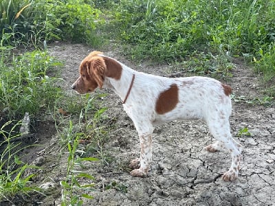 Étalon Epagneul Breton - Alma du Mas De Paulon