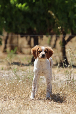 Étalon Epagneul Breton - Akira From The Mist Of The Hills