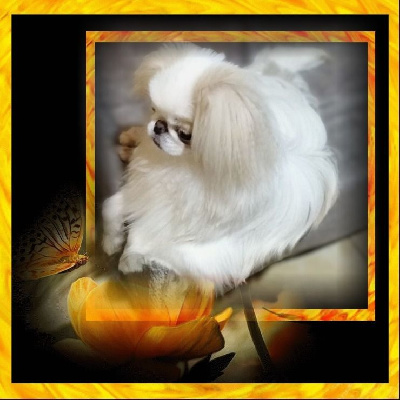 Étalon Epagneul Japonais - Virgile cygne blanc du Dieu de la Lumiere