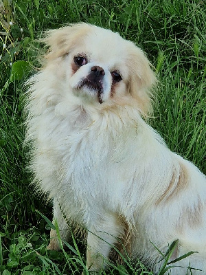 Étalon Epagneul Japonais - Vegas Des Nobles Frimousses